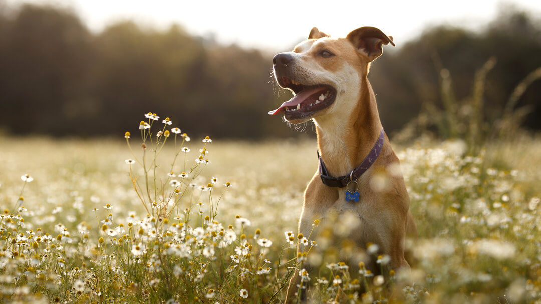 Алергія у собаки: причини, симптоми та лікування | Purina